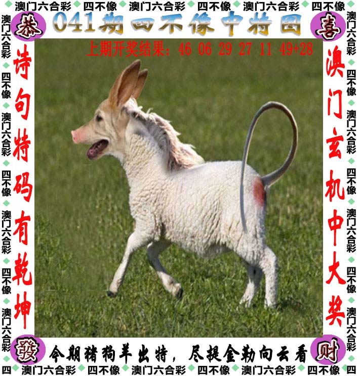 澳门118开奖新网址，041期四不像